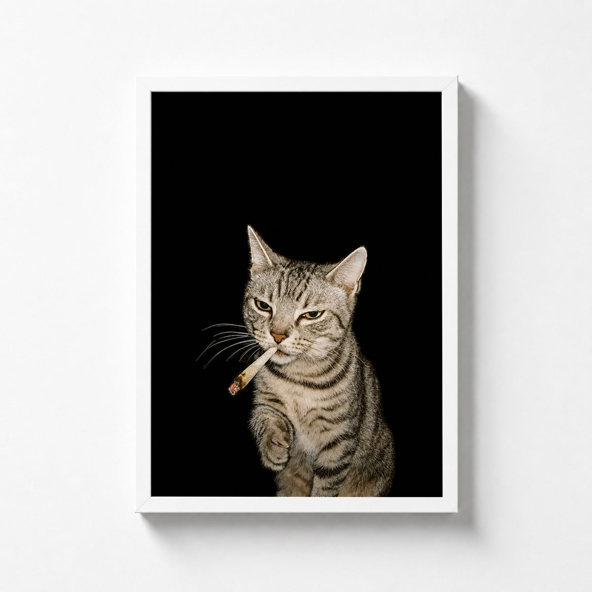 Rebel Cat