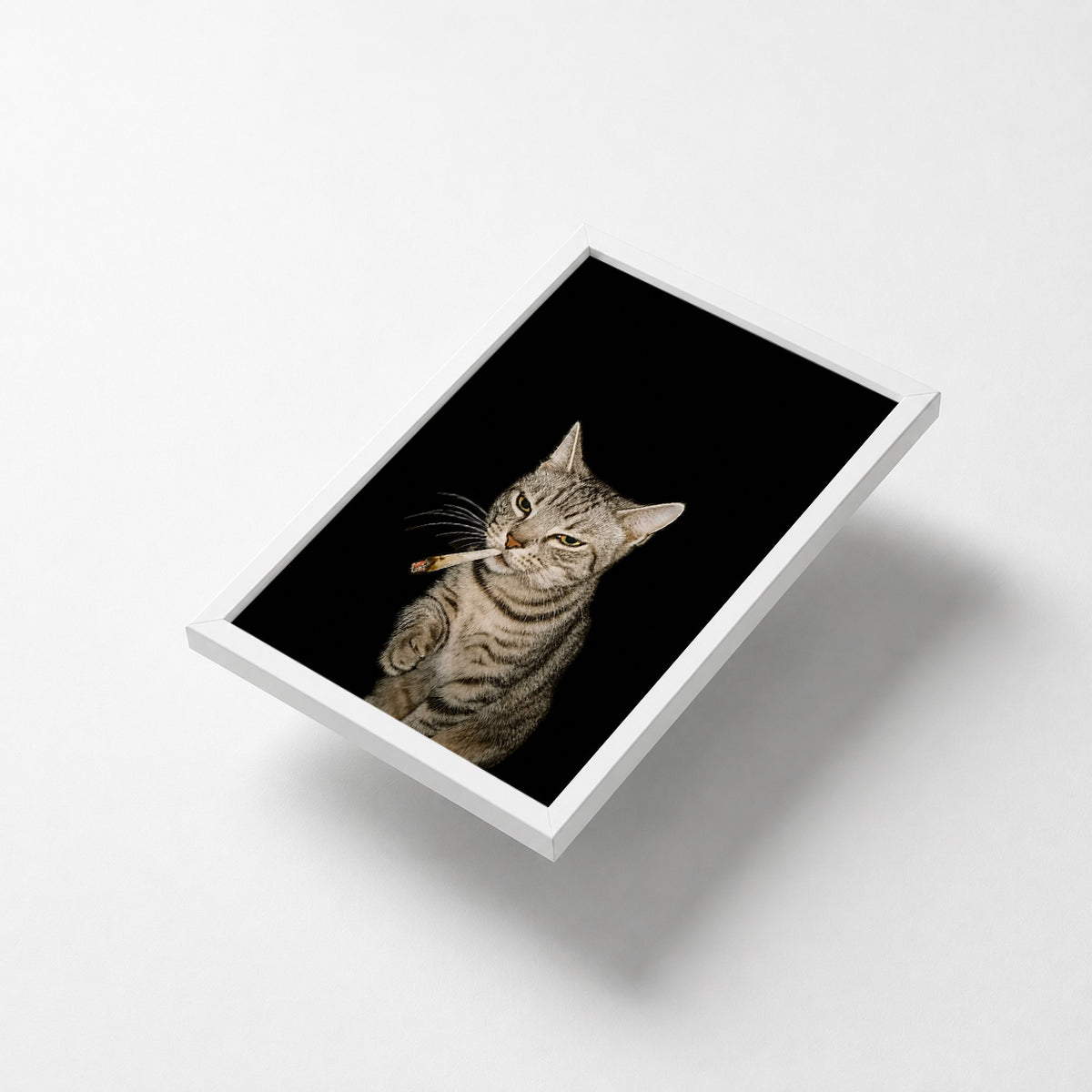Rebel Cat