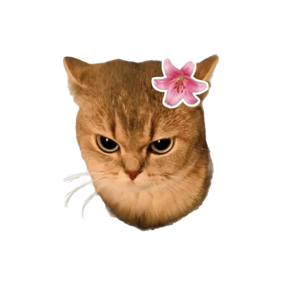 Cute Cat
