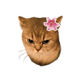 Cute Cat