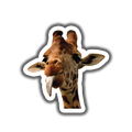 Funny Giraffe