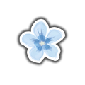 Blue Flower