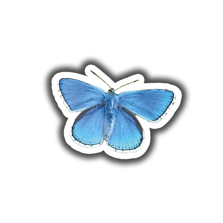 Blue Butterfly